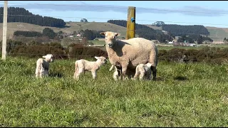 Lambing has begun, triplets are flying out and new way to feed cattle?