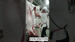 Step by step procedure on slaughtering operation of SWINE.