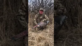 Ever thought about getting a turkey to hunt you? #shorts #turkeyhunting #montanadecoy