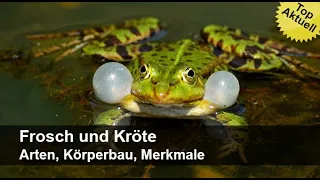 Frosch und Kröte - Arten, Körperbau, Merkmale | Trailer MedienLB