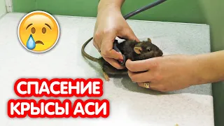 Рак у крысы. Спасение крысы Аси