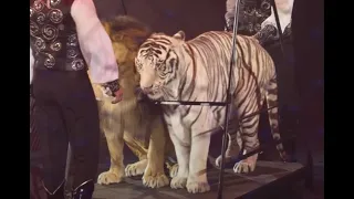 Lion vs Tiger -Circus Size Comarison