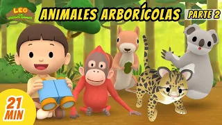 Animales Arborícolas Episodio Compilación [Parte 2/2] (Español) - Leo, El Explorador | Animación