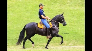 Fortuna do Itiquira - Mangalarga Marchador