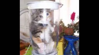 kitty in blender