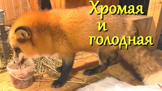 Алиса лиса. Голодная и на трех лапах (Hungry and on three paws).