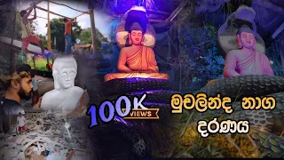 මුචලින්ද නාග දරණය - බේරුවල අපේ වැඩක් - muchalinda naga daranaya 🙏🙏