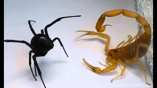 Increible pelea entre Escorpion vs Viuda Negra - black widow vs scorpion