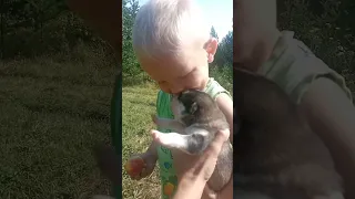 дети человека и дети маламута 🥰