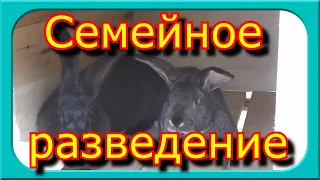 СЕМЕЙНОЕ РАЗВЕДЕНИЕ КРОЛИКОВ ПРОВАЛ