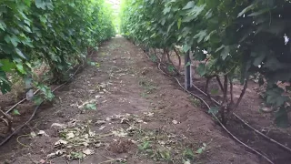 Выращивание винограда в теплицах. Сорта винограда Ливия, Преображение, Руслан, Велес.