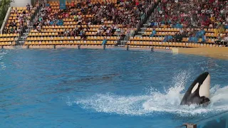 Orca Ocean Show at Loro Parque in Puerto de la Cruz, Tenerife, Spain