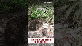 🤩🦔 Оце так щастя привалило! До військового прийшла ціла сімʼя