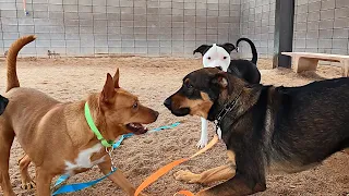 Dogs playing: Episode 65