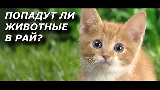 Что ждет животных после смерти? Попадут ли Животные в Рай? Посмертная Участь Животных.