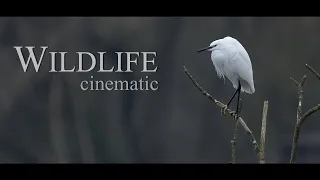 A Nature Story, Wildlife Cinematic Film. 4K Sigma 150-600mm F5-6.3 / Sony