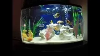 29 Gallon tank, How to keep African Cichlids alive and healthy.