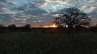 Afrikanischer "Baum des Lebens" vom Klimawandel bedroht