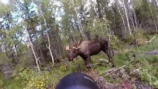 Moose hunting - The best of Swedish hunting 2018