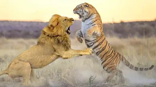 Siberian Tiger In The Battle With One Blow Struck The Lion On The Spot !!!