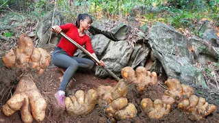 Harvesting Wild Tuber Under The Rock Go to market sell, Live with nature || Free Bushcraft