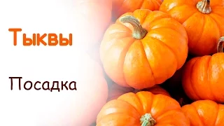 Посадка тыквы весной в открытый грунт