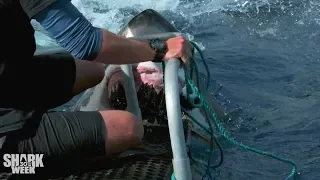 The Closest Calls | Shark Week's Most Intense Encounters