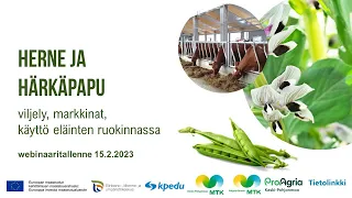 Herne ja härkäpapu - viljely, markkinat, käyttö eläinten ruokinnassa - 15.2.2023 webinaaritallenne