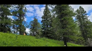 Lodgepole Pine Pinus contorta