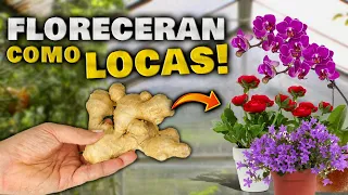 FLORES EN 2 DIAS!! Abono Casero para FLORACIÓN RÁPIDA | Hacer Florecer Orquideas, geranios, cactus