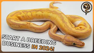 How to Begin a Ball Python Breeding Business in 2024!