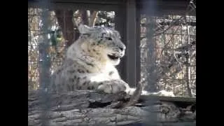 Tiger eating a rabbit