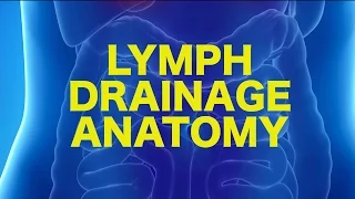 Lymph Anatomy & Drainage || USMLE