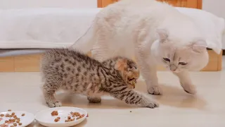 This kitten is so cute that she desperately hides her food so that her daddy cat won't take her food