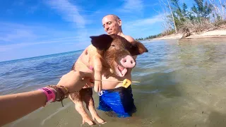 Swimming With Pigs ~ Grand Bahama Island -  Freeport Bahamas