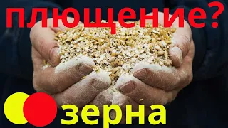 Плющение зерна - вся правда| Как плющить зерно?| Кормить плющенным зерном