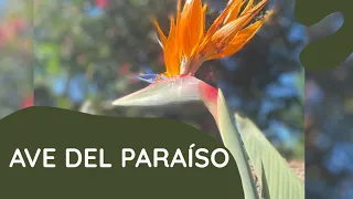 Ave del paraíso Strelitzia reginae como reproducir, transplantar y cuidar planta | Tierra Generosa