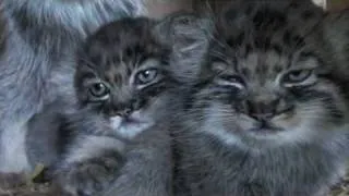 WHF Pallas Cat Kittens 2010 - feeling sleepy at 7 weeks old