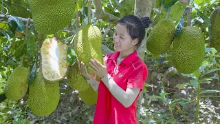 Harvest JACKFRUIT garden goes to the market sell | Ella Daily Life