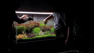 Dutch Style Aquarium Trimming