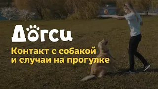 3. Инструкция догситтера Догси – Контакт с собакой и случаи на прогулке / dogsy.ru