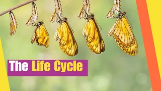 The Life Cycle for Kids | Learn about the life cycles of plants and animals | Science Lesson