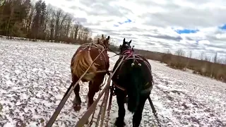 BARON JUST WANTS TO RUN! // Today's jobs around the Farm #612