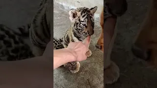did he bite my hand ✋ baby Tiger #videos #tiger #viralshorts #animlas