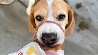 Cute beagle eats entire burger