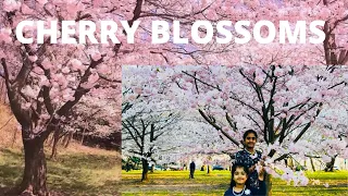 Cherry Blossom-2021, Branch Brook Park, New Jersey