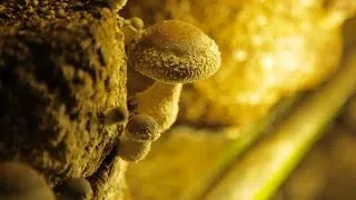 MUSHROOM | How Does it Grow?