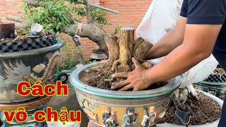 Vô Chậu Cây Mai Tứ Quý Lùn Lực