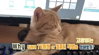 결정적인 순간에 키보드를 눌러 방해하는 고양이들!! 왜 집사의 TV시청이나 컴퓨터 작업을 방해하는 걸까?