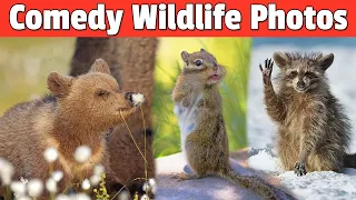 Comedy Wildlife Photography Awards 2022 | Winners of Comedy Wildlife Photography | Wildlife Photos